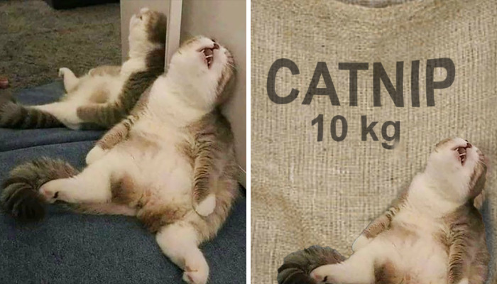 Hey Pandas, I Dare You To Photoshop This Cat To Be The Best Thing You Can Think Of (Closed)