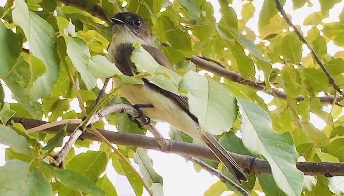 Hey Pandas, Post A Picture Of Some Wildlife (Closed)