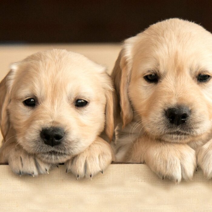 Hey Pandas, Photoshop These Puppies (Closed)