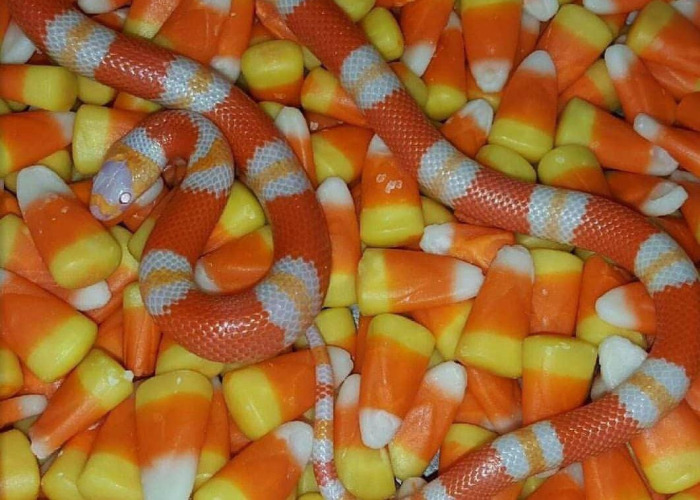 Hey Pandas, I Am Asking Once Again For Your Cursed Images (Closed)