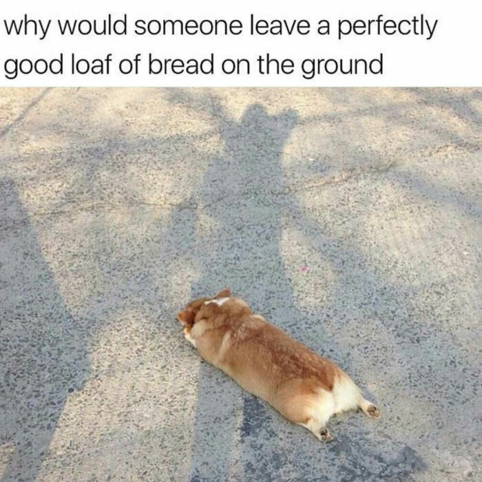 Hey Pandas, Post The Funniest Corgi Meme You Have Ever Seen (Closed)