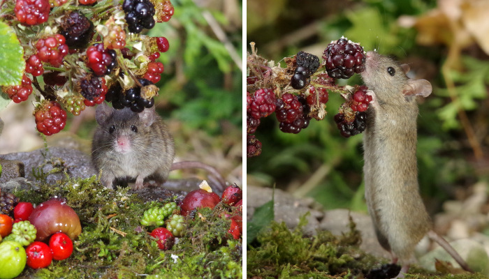 I Photographed The Mouse By The Brambles