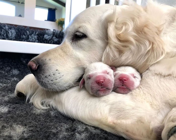 50 Mamás perrunas posando orgullosas con sus cachorros