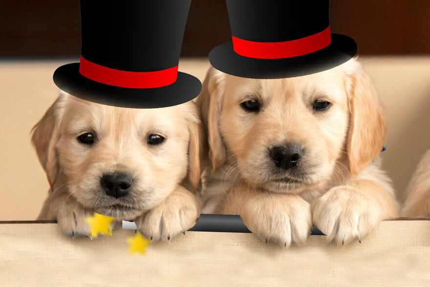 Magician Puppies