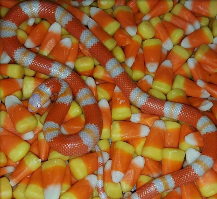 Candy Corn Snake