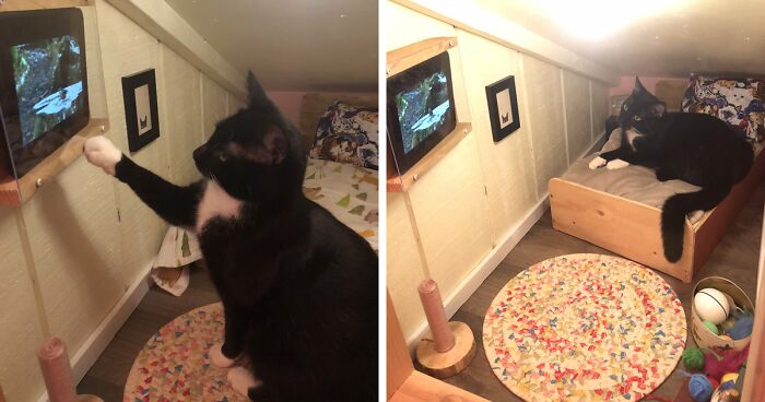 Guy Builds A Tiny Bedroom With A TV For His CatGuy Builds A Tiny Bedroom With A TV For His Cat