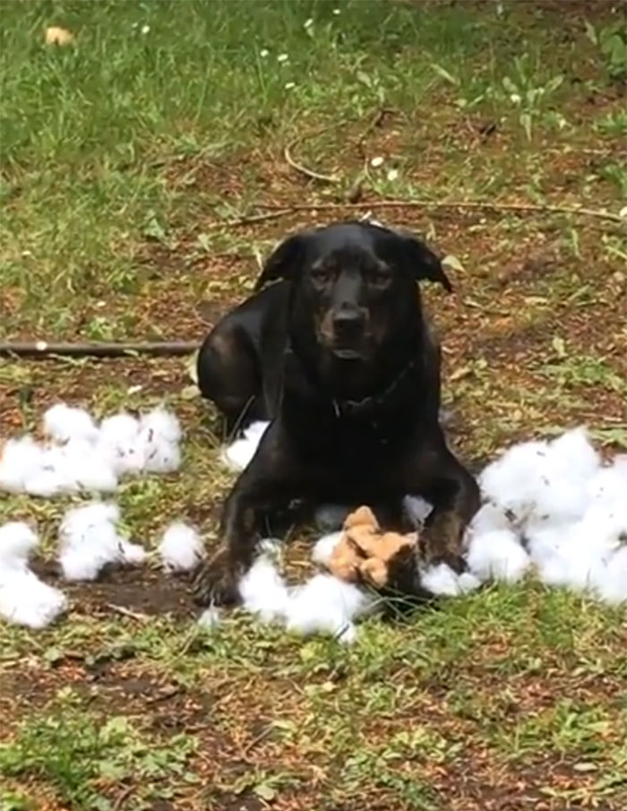 Ten Minutes After I Gave Him $60 Worth Of New Toys, This Is How I Find Him