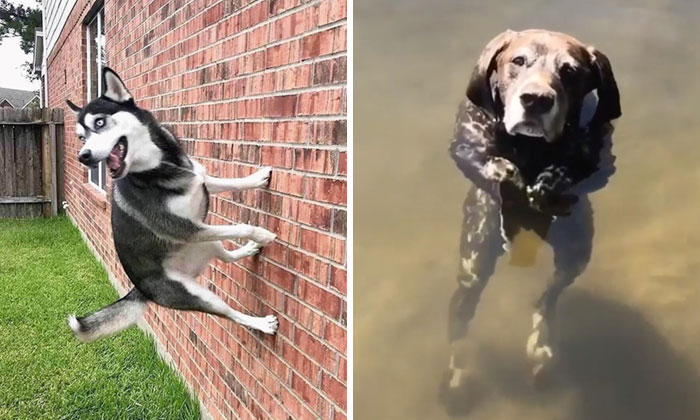 «¿Qué le pasa a tu perro?»: La gente está publicando fotos de perros que «funcionan mal» (50 nuevas fotos)