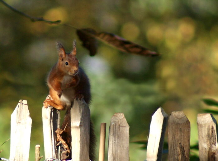 One Of The Many Squirrels In My Garden