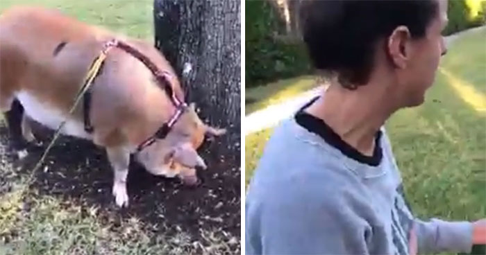 Local Karen Spots A Woman Taking Her Emotional Support Pig On A Walk And Loses It