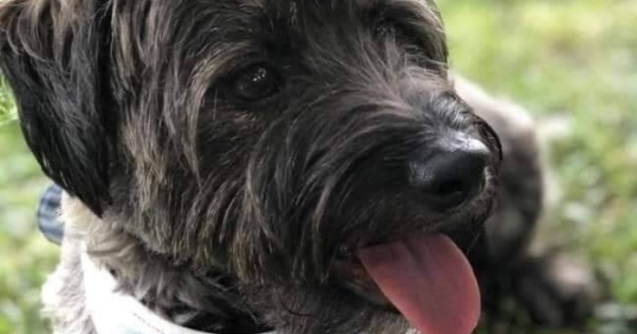 Hey Pandas, Show A Picture Of Your Rescue Animal (Closed)