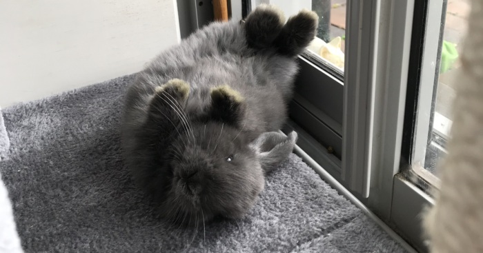 Hey Pandas, Who Has The Funniest Pet?