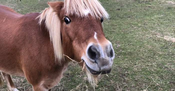 Hey Pandas, Make A Profile For Your Pet (Closed)