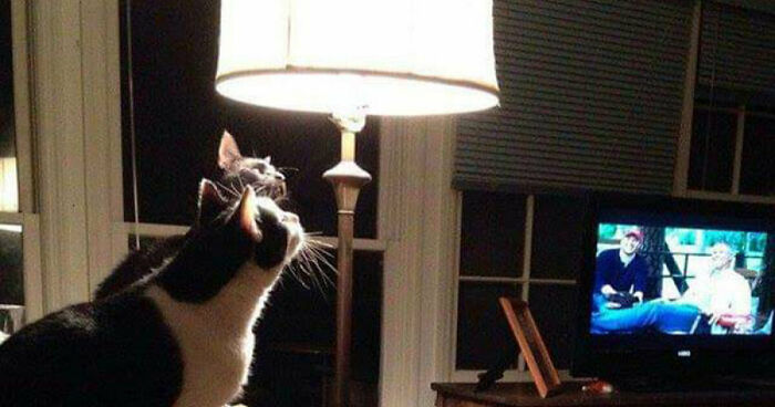 Hey Pandas, Post Your Favorite Cat Memes (Closed)