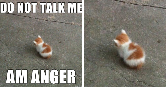 Hey Pandas, Share Your Favorite Memes (Closed)