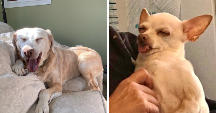 Hey Pandas, Post A Picture Of Your Dog (Closed)