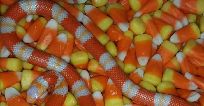 Hey Pandas, I Am Asking Once Again For Your Cursed Images (Closed)