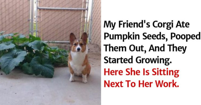 Hey Pandas, Post The Funniest Corgi Meme You Have Ever Seen (Closed)