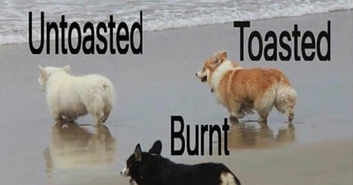 Hey Pandas, What Is Your All-Time Favorite Meme? (Closed)