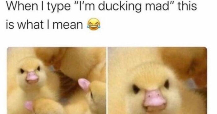 Hey Pandas, Make Me Laugh (Closed)