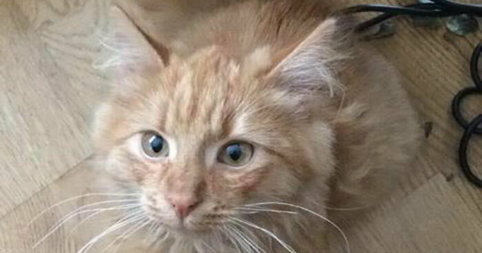 Hey Pandas, Post The Funniest Pictures Of Your Pets (Closed)