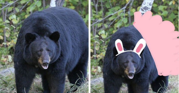 Hey Pandas, Photoshop One Of These Bears (Closed)