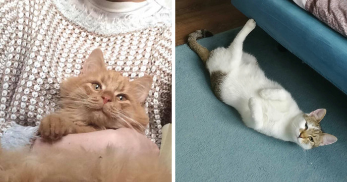 Hey Pandas, Post A Photo Of Your Animal Looking Odd (Closed)