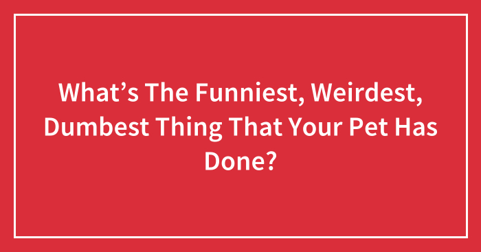 What’s The Funniest, Weirdest, Dumbest Thing That Your Pet Has Done?