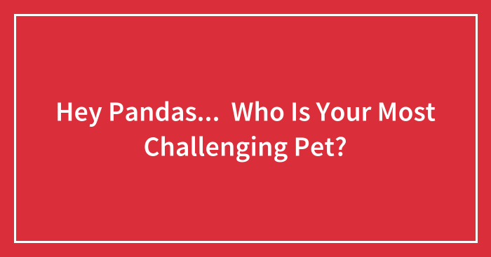 Hey Pandas… Who Is Your Most Challenging Pet?
