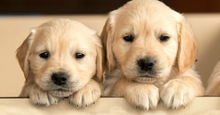 Hey Pandas, Photoshop These Puppies (Closed)