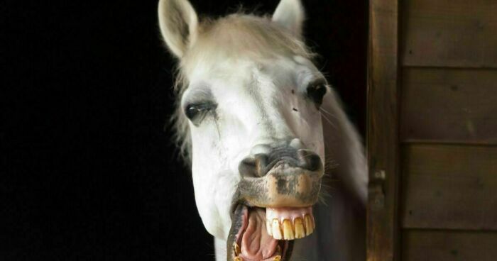 Hey Pandas, Photoshop This Horse