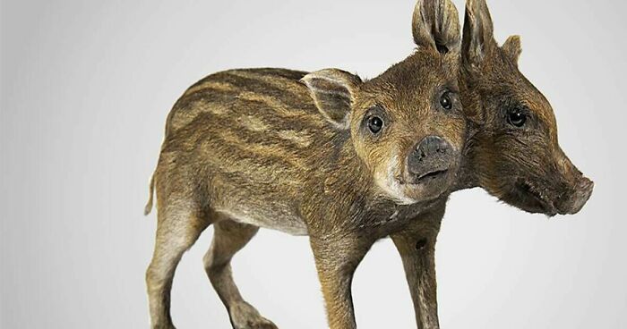 Hey Pandas, Draw A Two-Headed Pig (Closed)