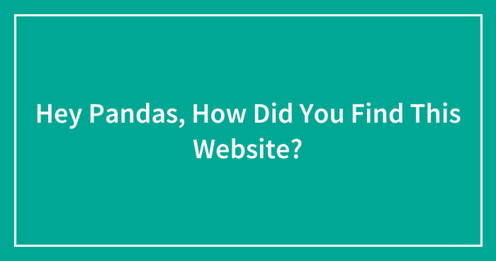 Hey Pandas, How Did You Find This Website? (Closed)