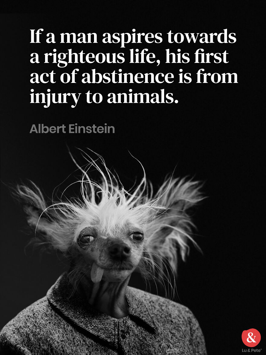 Designer Finds Famous Peoples Doppelgänger Dogs