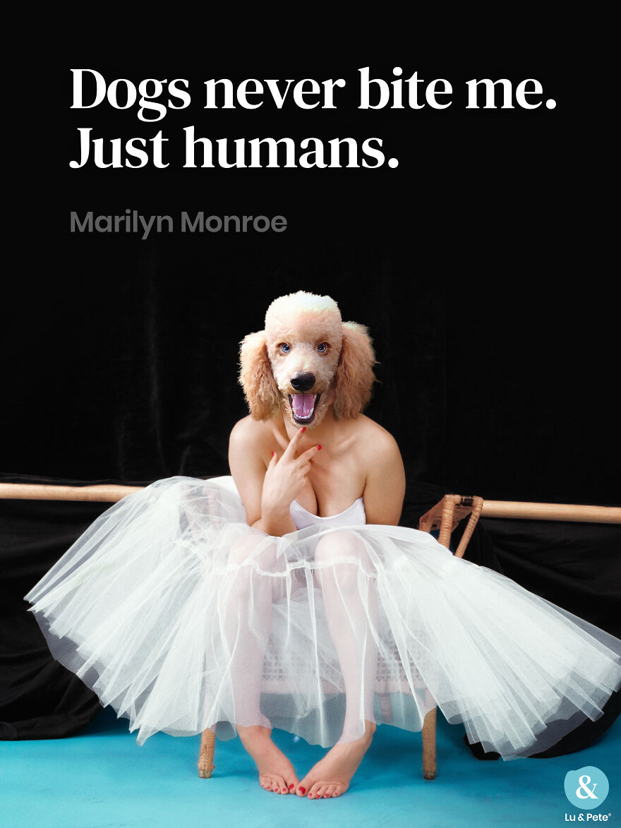 Designer Finds Famous Peoples Doppelgänger Dogs Designer Finds Famous Peoples Doppelgänger Dogs