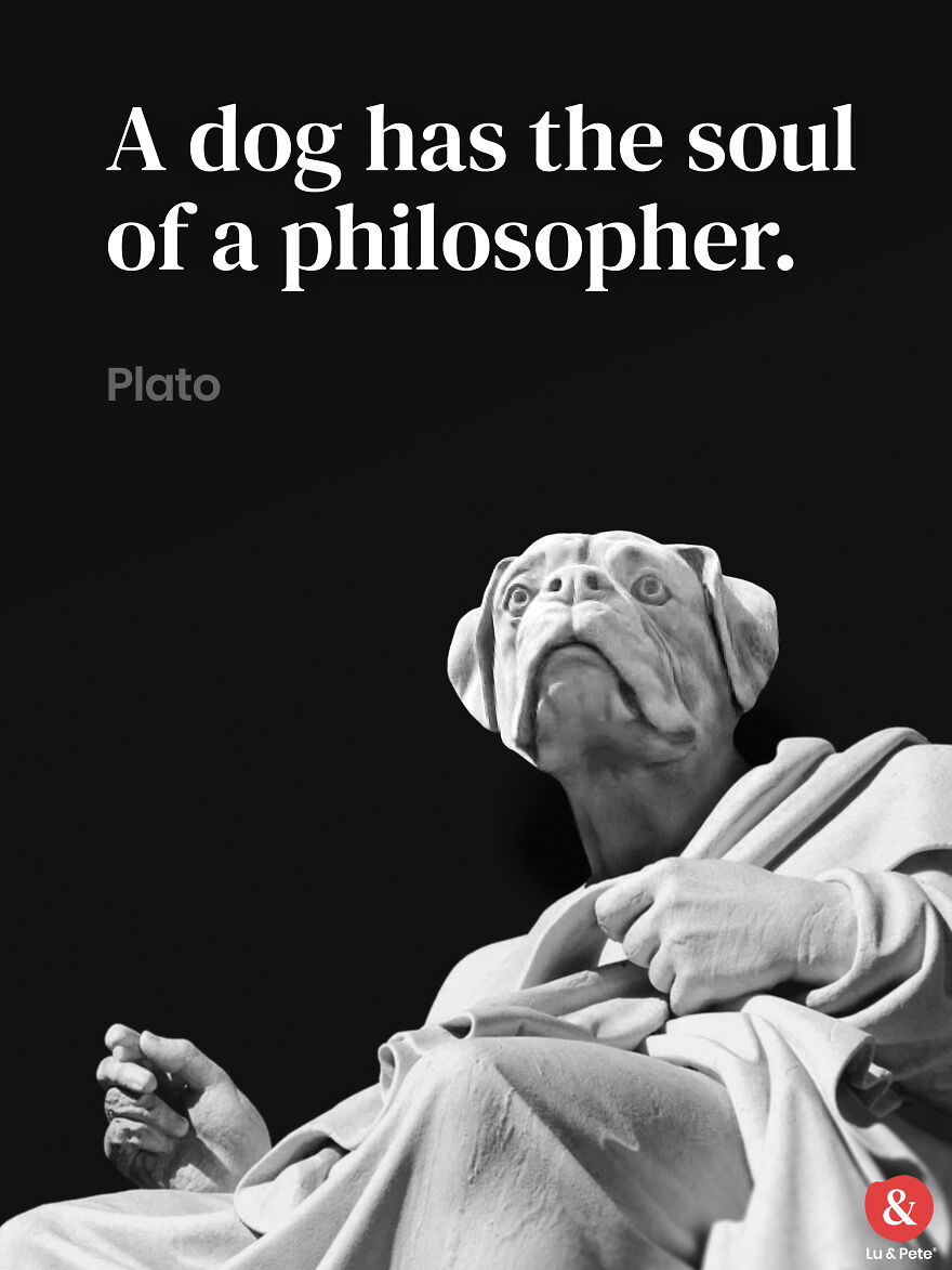 Designer Finds Famous Peoples Doppelgänger Dogs Designer Finds Famous Peoples Doppelgänger Dogs