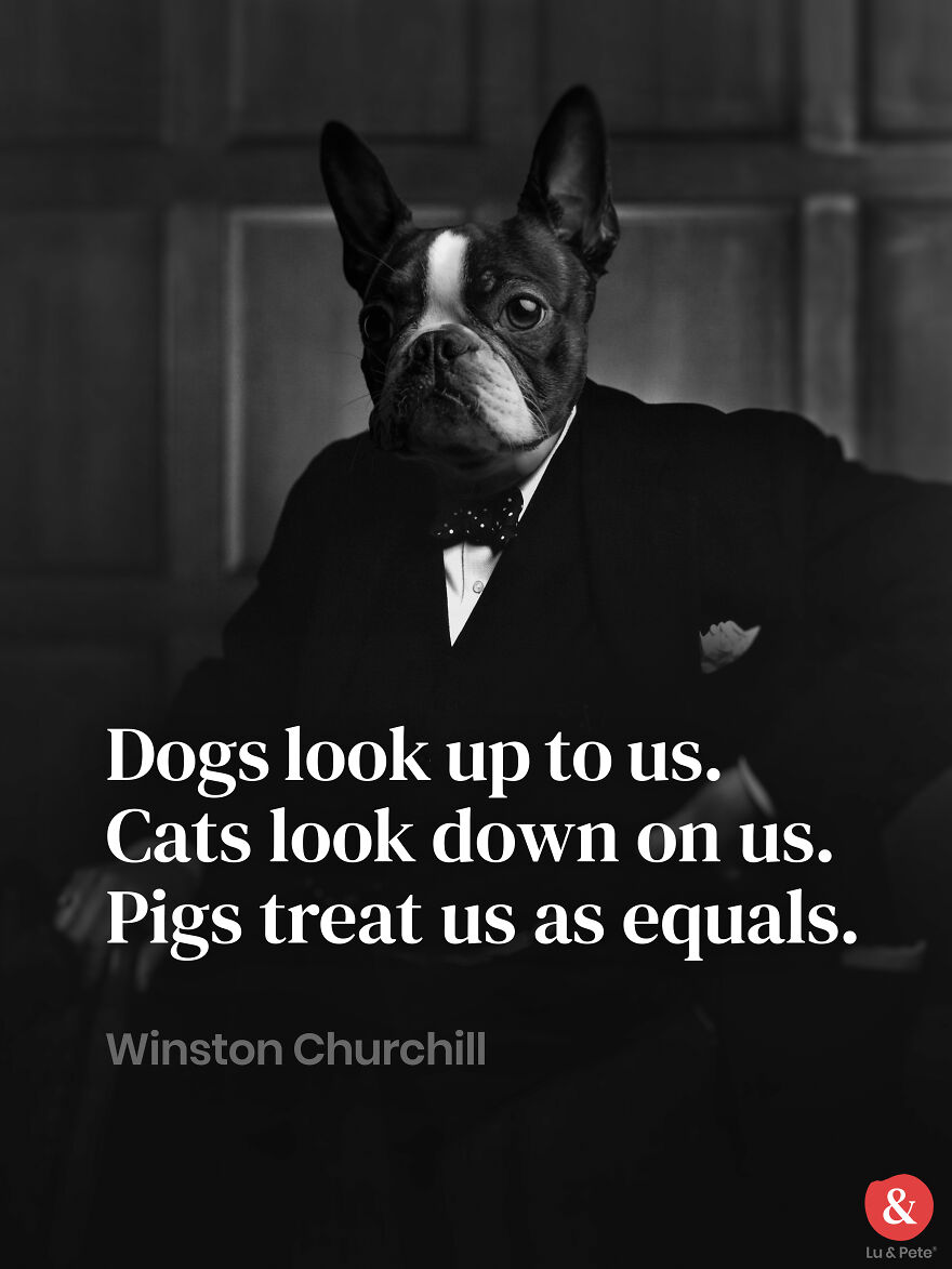 Designer Finds Famous Peoples Doppelgänger Dogs Designer Finds Famous Peoples Doppelgänger Dogs