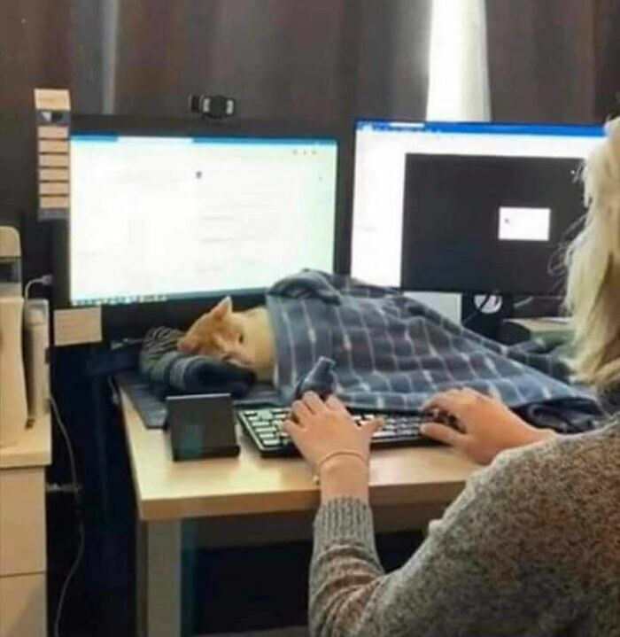 Delightful Cat Photos To Brighten Your Day