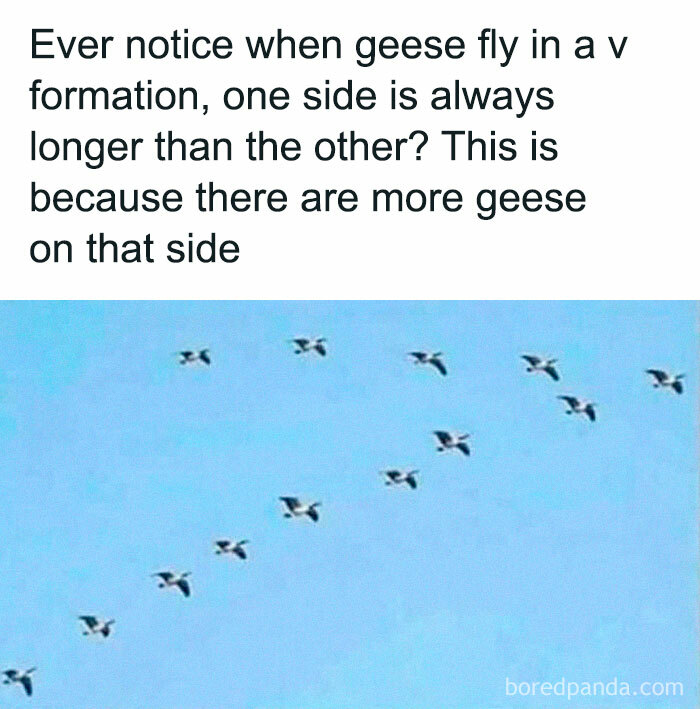 Geese flying in V formation with one side longer, illustrating a literal meme.