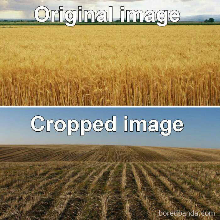 Literal meme comparing original and cropped wheat fields in a humorous way.