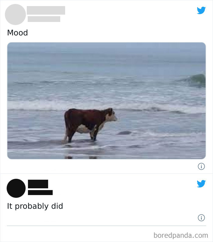 A cow stands in shallow ocean water, illustrating a literal meme.