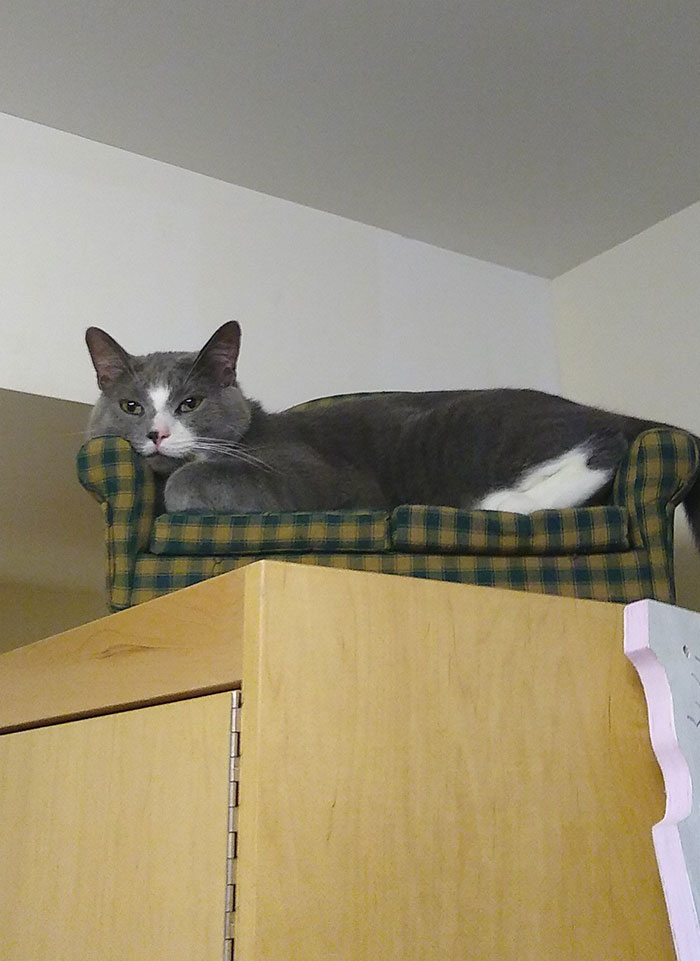 My Boyfriend Bought Our Cat A Couch