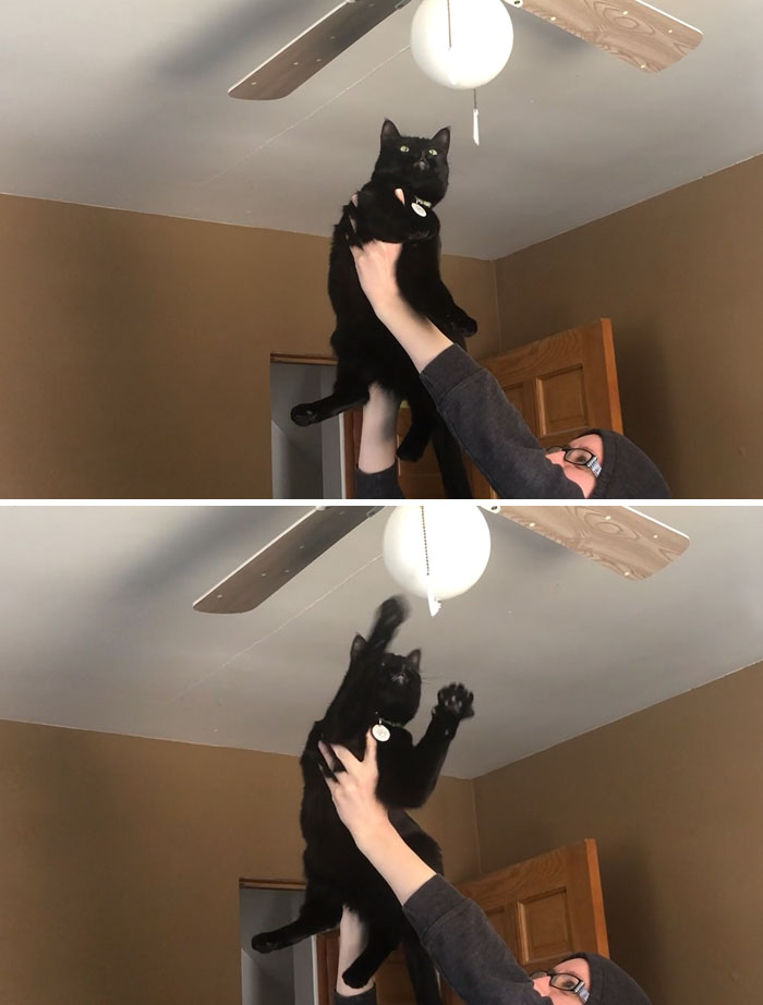 When The Queen Demands To Play With The Ceiling Dangles, She Gets To Play With The Ceiling Dangles