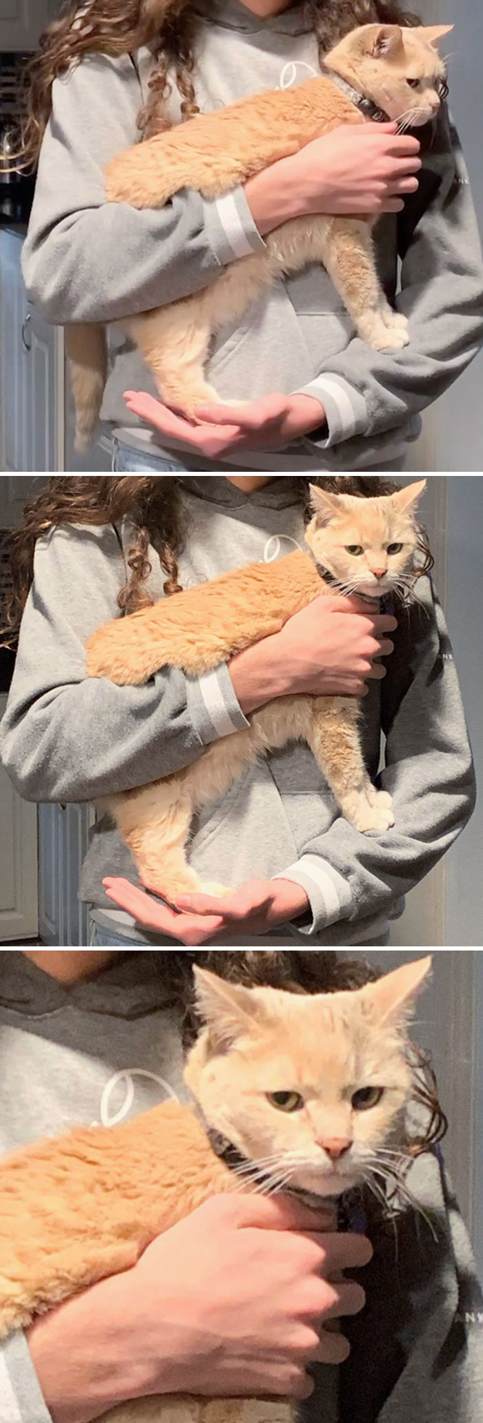 The Only Way My Brat Of A Cat Can Be Held Without Her Complaining