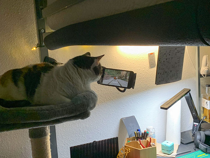 My Cat Might Be A Little Too Spoiled