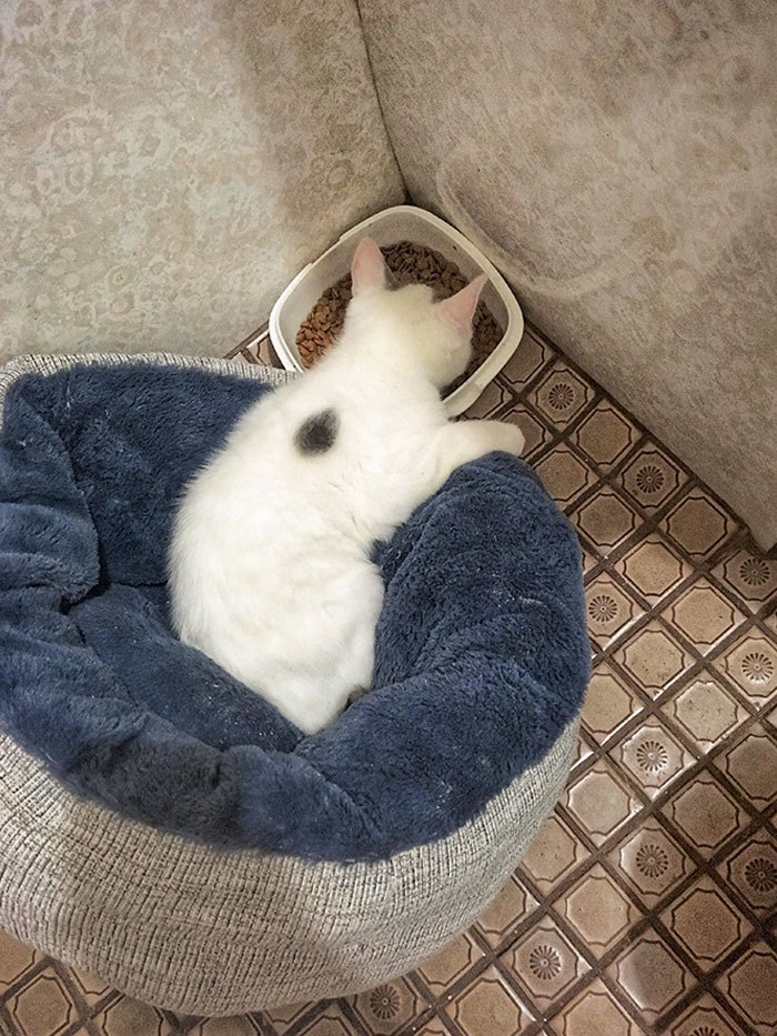 Officially Spoiled Kitten