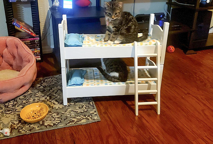 My Mom Says The Kittens Are Spoiled, I Completely Disagree