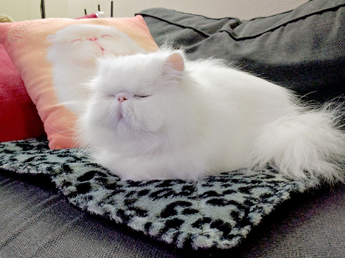 I Got A Thermal Mat For My Already-Spoiled Cat