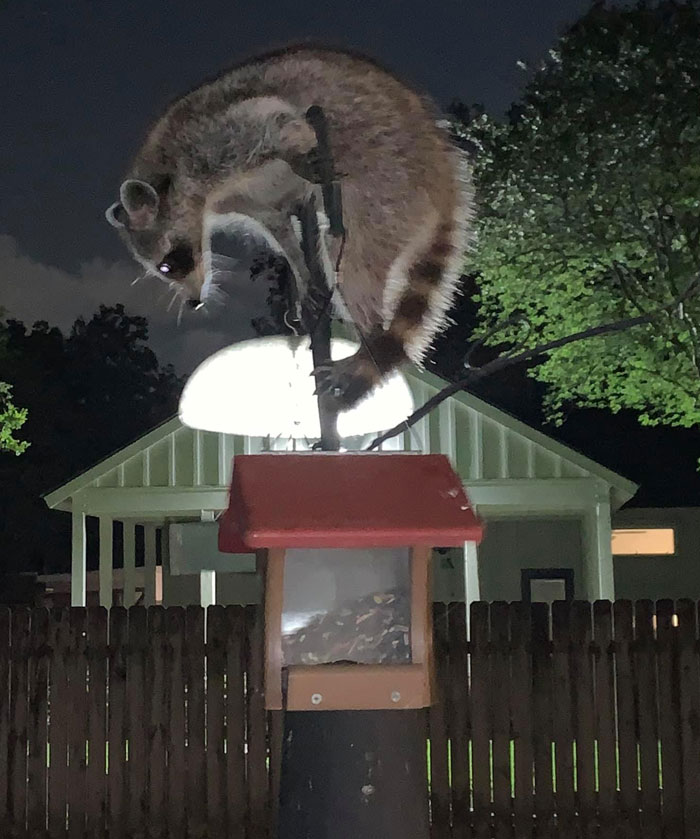 I Had A New Bird At The Feeder Tonight. Can Anyone Help Me Identify It?