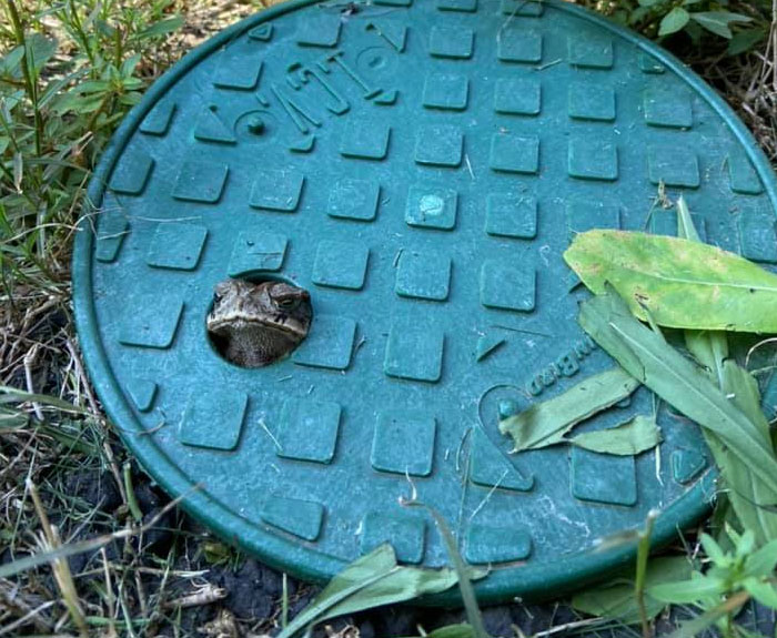 Sad Toad Was Stuck. I Was Able To Very Gently Pry Him Free, But He Sure Is A Cutie